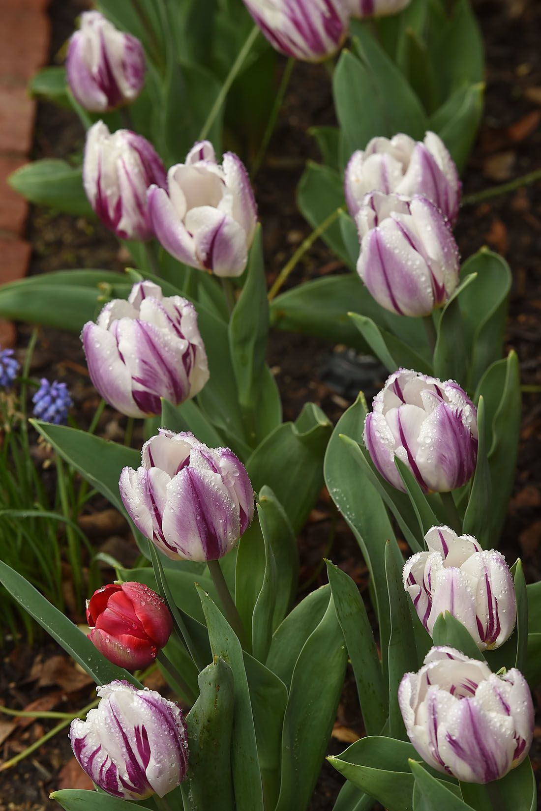 First Day of Spring